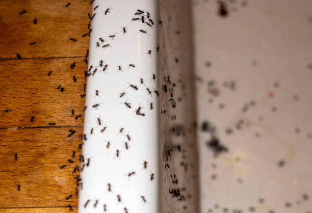 Best Affordable Pest Control Services  in Alpine, TX
